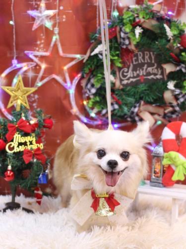 20231210クッキーくん